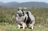 SPITZ ALLEMAND 144